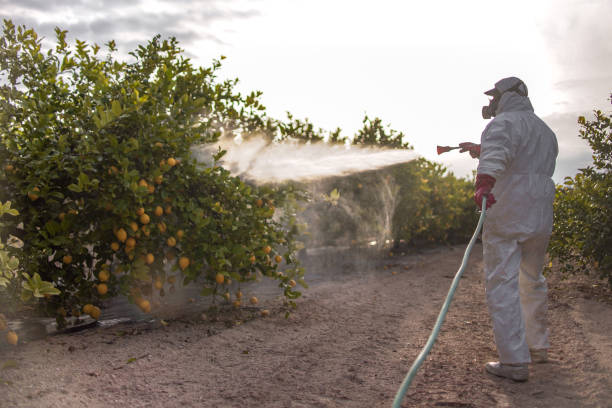 Best Flea Control Services  in Ridge Wood Heights, FL
