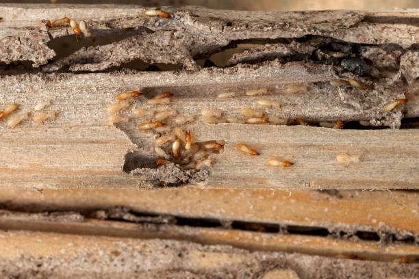 Best Emergency Pest Control  in Ridge Wood Heights, FL