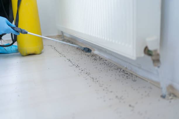 Best Affordable Pest Control Services  in Ridge Wood Heights, FL